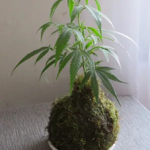 Micro Planta Kokedama THC Medicinal